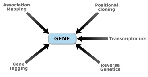 Molecular approaches listed (association mapping, positional cloning, gene tagging, reverse genetics, and transcriptomics) with arrows pointing to the word "gene."