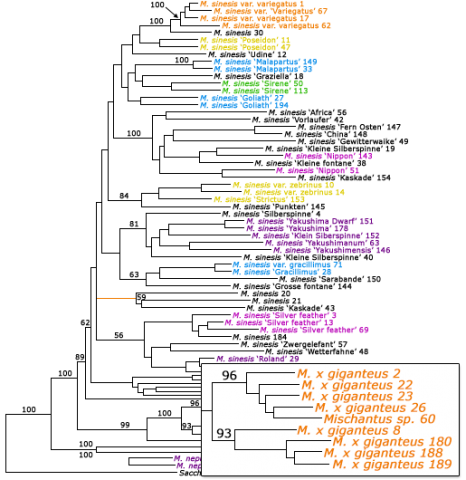 Color coded branched "family tree" for miscanthus cultivars.
