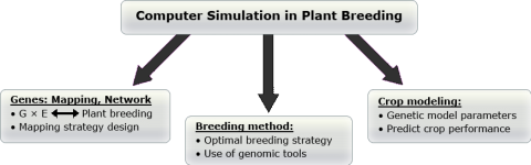 Flowchart showing Computer simulation in plant breeding branching into three areas: mapping and networking genes; breeding methods and use of genomic tools; and crop modeling.