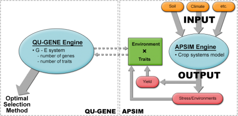 A simple diagram of QU-GENE and APSIM linkages, described in caption.