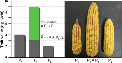 Trait values plotted on a graph next to photos of the related corn cobs. The strain with heterosis is highlighted.