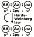 Hardy-Weinberg law