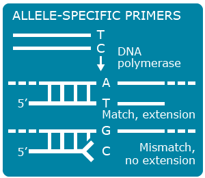 Simple diagram of allele-specific primers, T and C, affecting the two sets of DNA. A and T match with an extension, but G and C mismatch, and have no extension.