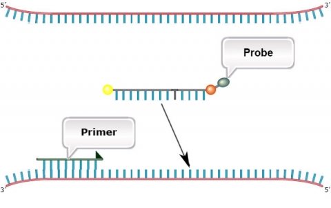 Simple graphic of a TaqMan assay, where probes are aligned to sections of unzipped DNA strands.