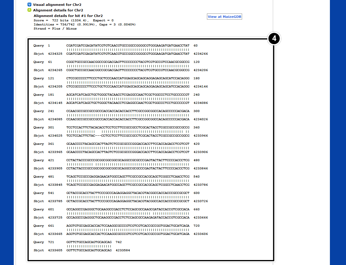 Screenshot of maize GDB BLAST results, with visual alignment for chromosomes expanded.