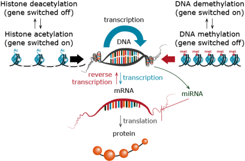 Scheme of genetic (and epigenetic) information pathways from DNA to RNA to protein.