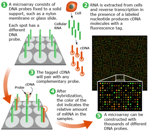 Flowchart of micro array process. The micro array consists of DNA probes fixed to a solid support. RNA is extracted from cells and reverse transcription produced cDNA molecules with a fluorescent tag. The tagged cDNA will pair with probes, and hybridization will result in colored dots indicating the relative amount of mRNA.