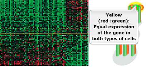 A gene sequence in green and red blocks against a black background. A yellow line bisects the image, and represents an equal expression of the gene in both types of cells.