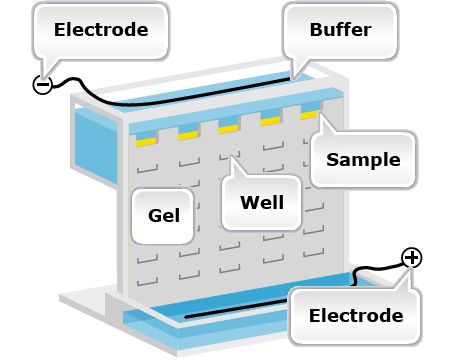 Electrophoresis machine, with sections labeled.