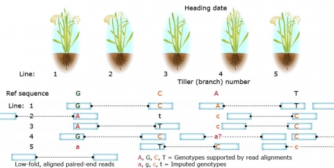 A simple graphic with five plants and ref sequences showing their sequencing.