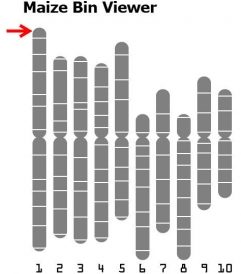 Bin boundaries for maize chromosomes shown, with various lengths of chromosomes aligned by their center.