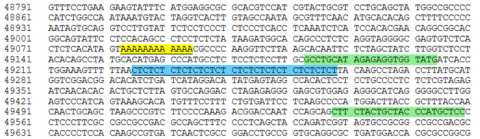 Screenshot of Websat interface with sections of the DNA sequence highlighted in yellow, green, and blue.