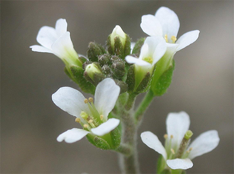 Photo close-up of small white flowers.