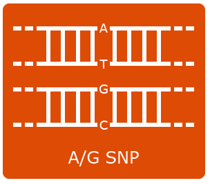 A to G SNP example. two strands of DNA are presented, with A and T and G and C matched up.