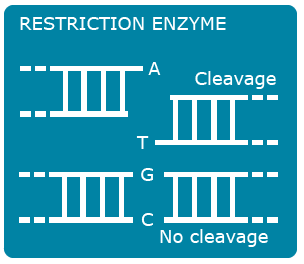 Simple diagram of two DNA sequences. the first is split with cleavage, so A is left hanging on one side and t is left hanging as an indent on the other. G and C are aligned with no cleavage.