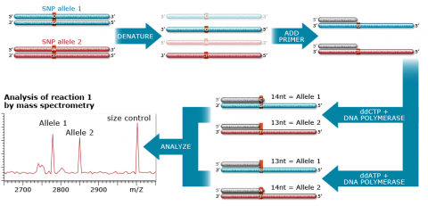 Chart of SNP detection. SNP alleles are denatures, have primers added, are polymerased, and analyzed by mass spectrometry.