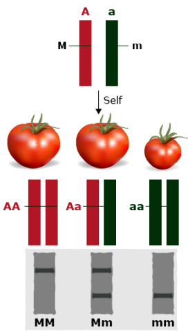 Tomato gene examples, with genes tagged. Large tomatoes have either two dominant or one dominant allele. Small tomato has two recessive alleles.