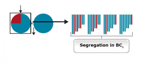 Simple graphic of gene segregation in BC1, from a quarter of a pie graph to several sections of lines with small areas highlighted.