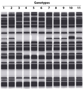Visualization of a genetic fingerprint, several black sections, in lines and chunks, against a light background.