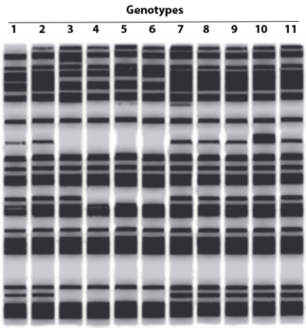 Visualization of a genetic fingerprint, several black sections, in lines and chunks, against a light background.