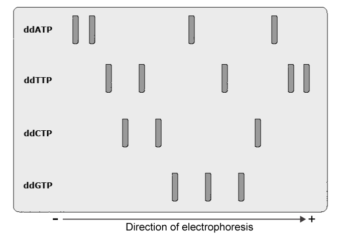 Electrophoresis visualization with lines