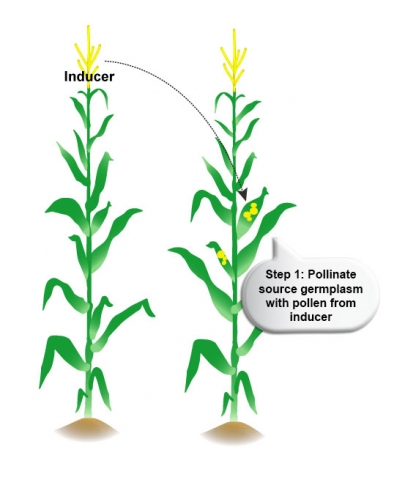 illustration of two corn plants, Step 1: Pollinate source germplasm with pollen from inducer