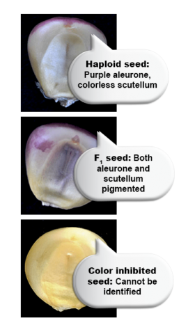 Three images of maize kernels, showing pigmentation of haploid seed, F1 seed, and color inhibited seed.