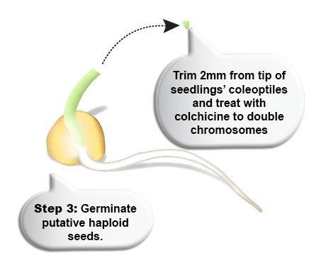 Step 3: Germinate putative haploid seeds. Trim 2mm from tip of seedlings' coleoptiles and treat with colchicine to double chromosomes.