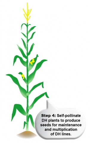 Step 4: Self-pollinate DH plants to produce seeds for maintenance and multiplication of DH lines.