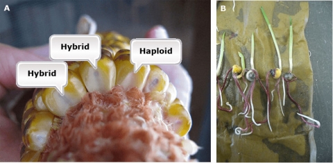 Using R1-nj marker gene to identify haploid seed