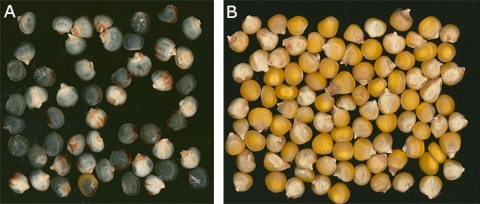 Dark maize seeds (A) compared to bright yellow maize seeds (B).