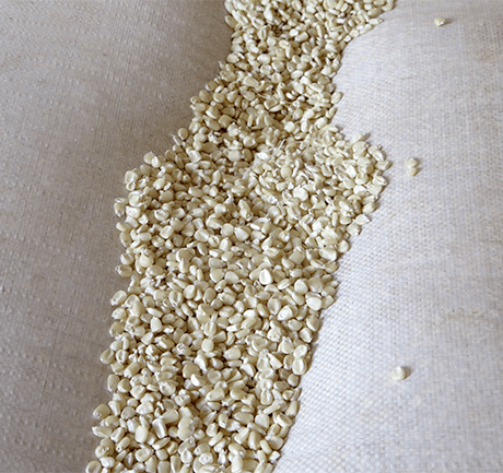 Light white maize seed photo