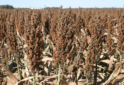 Photo of sorghum crop in a field.