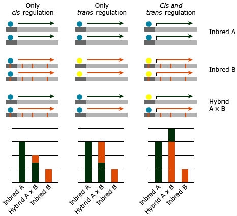 Chart illustrating cis vs trans gene regulation