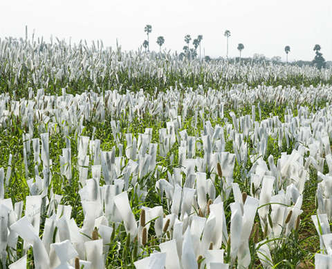 Photo of a field of pearl millet.