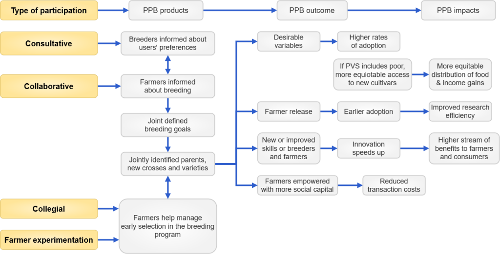 Impact Flow chart showing how from left to right, consultative, collaborative, collegial, and farmer experimentation type of participation and breeder and farmer involvement in PPB product development lead to more desirable PPB outcomes of faster release and adoption of products, and hence improved research efficiency, better food and income gains/benefits to farmers and consumers.