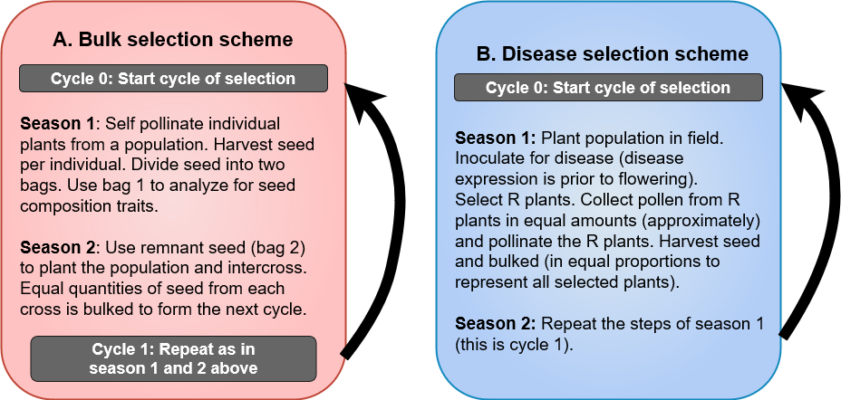 In Bulk selection scheme on the left side of chart, seed from self pollination is split in tow for evaluation of a trait and the other half planted and bulk sample seed used to start new selection cycle, whereas in disease selection scheme on the right, pollen from resistant plants is bulked for pollinating resistant plants and seed bulked to start new cycle.