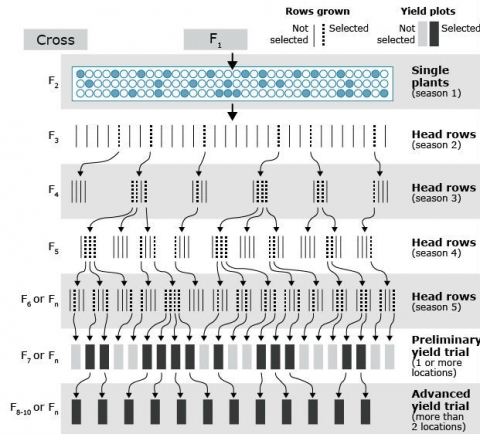 Schematic of pedigree breeding showing continuous self pollination from generation to generation, then evaluating lines obtained in field trials for final cultivar.