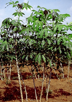 Cassava plants with green leaves in the field.