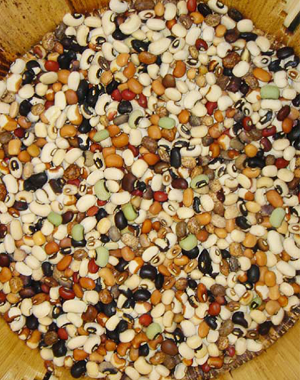 A photo displaying the wide variety of color (black, white, creamy white, green, orange, red) and shape (round, oval, kidney-shaped) of cowpea seeds.