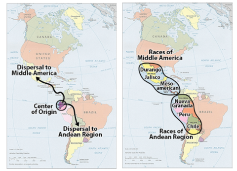 Map of the Americas show, on the left pane, center of origin in South America and dispersal routes to the Andean Region and to Middle America, and on the right pane the different races of bean of the Andean Region and in Middle America.