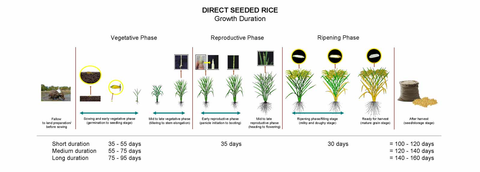 Variation in length of vegetative phase results in the short, medium, and long duration types of rice after transplanting.