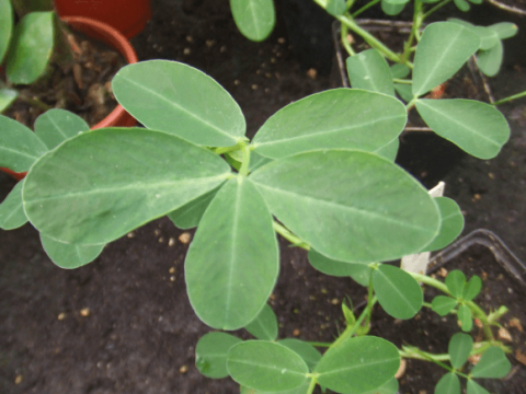 Groundnut seedling with green leaves.