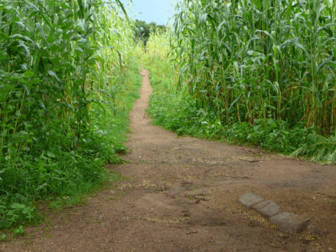 A field of tall millet plants with green leave and a path separating the two plots.