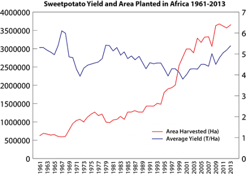 Graph of sweetpotato showing increasing world trends of area harvested in millions of hectares (Ha) (red line), and yield in T/Ha (blue bars) fluctuating from 1961 to 2013, and falling below area harvested around 1999.