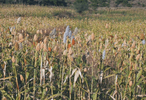 Sorghum field of mature plants showing variation in grain color on panicles - red, cream-white, pearly, orangish.