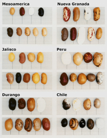 Image of color and shape variation among seeds of the different races (Mesoamerica, Jalisco, Durango, Nueva Granada Peru, Chile) of bean.