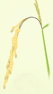 Lower left image is stage 8 - at least one grain on the main stem panicle has a brown hull; the brown hull indicates the grain has begun to dry.