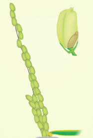 To the right of R4 is R5 stage where at least one caryopsis on the main stem panicle is elongating to the end of the hull.