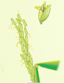 Middle left image is stage R4 where one or more florets on the main stem panicle have reached anthesis.